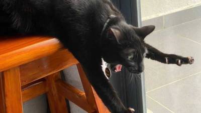 Курьез: упавший со стула черный кот стал героем мемов (ФОТО)