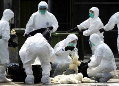Очаг птичьего гриппа выявили в Южной Корее