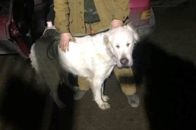 В Иванове за два месяца с улиц отловили более 80 собак