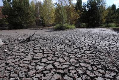Свердловским фермерам выделят ₽320 млн на восстановление после засухи