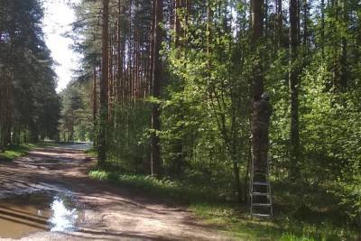 В Ярославских лесах установили фоторегистраторы для автонарушителей
