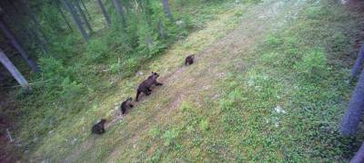 Семья медведей попала в объектив фотоловушки в Карелии