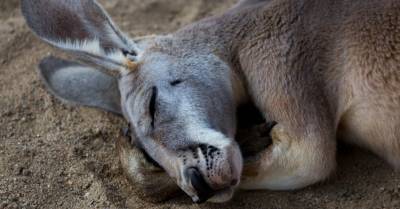 Во время охоты под Айзпуте заметили сбежавшего кенгуру-валлаби