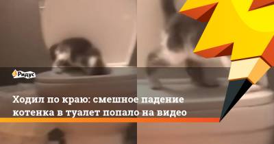 Ходил по краю: смешное падение котенка в туалет попало на видео