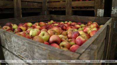 Закладка картофеля в стабфонды Минска на межсезонье завершена на 50%, яблок - на 100%