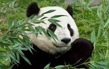 Ученые выяснили, зачем пандам нужен черно-белый окрас