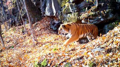 Нацпарк "Земля леопарда" опубликовал редкие кадры с тигрицей