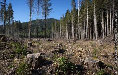 Мировые лидеры договорились прекратить вырубку лесов к 2030 году