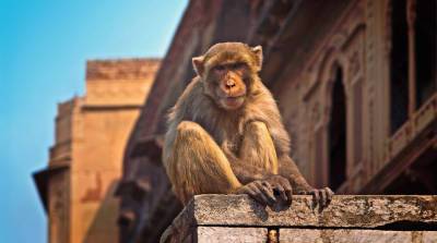 Мужчина в Индии смог хитростью забрать свои очки у обезьяны и позабавил сеть (Видео)