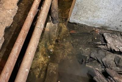 Многолетняя затопленность подвалов сделала клопов и крыс постоянными соседями жителей домов в Кингисеппе