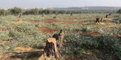 Сирийская оппозиция приступила к вырубке оливковых рощ