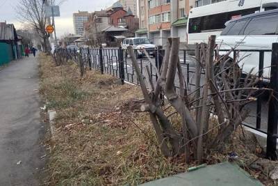 Несколько кустов грубо срезали на улице Чкалова в Чите