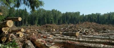 Лидеры более 100 стран пообещали прекратить вырубку лесов к 2030 году