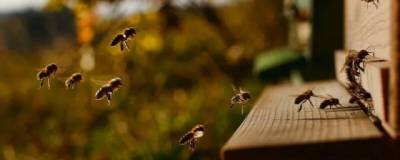 Пчелы социально дистанцируются во избежание заражения паразитами