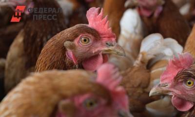Почему кур с зараженной птицефабрики под Тюменью не сжигали в спецпечах: ответ областного правительства