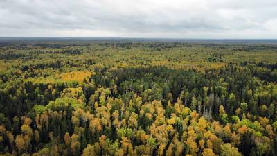 Путин отметил энергичные меры России по защите лесов