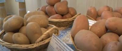 Украина стала лидером Восточной Европы по ценам на картофель