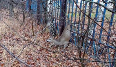 Застрявшую в заборе косулю спасли в Шатковском районе