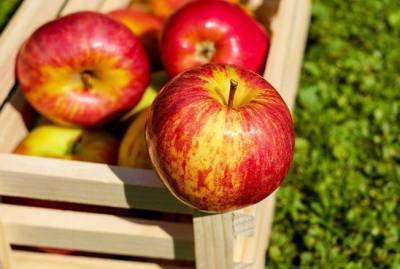 Три китайских секрета, как сохранить яблоки свежими и вкусными подольше