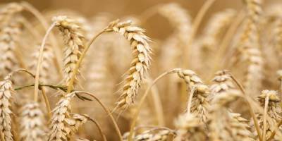 Cтоимость пшеницы на максимуме за девять лет, сахара — за четыре года