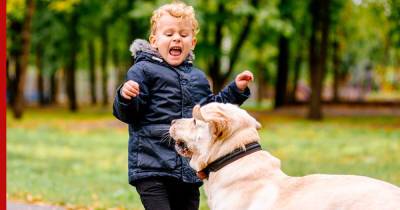 Собака обижает ребенка: как не позволить питомцу кусать детей