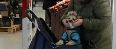 В одному із супермаркетів Києва жінка одягала маску на свого собаку: відео