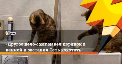 «Другое дело»: кот навел порядок в ванной и заставил Сеть хохотать