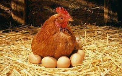 Органы яйцеобразования у курицы