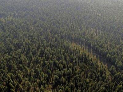 Путин в видеообращении поддержал декларацию по лесам