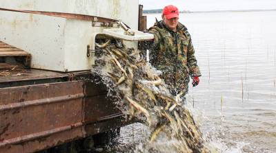 Более 4 тыс. особей щуки запустили в водоем нацпарка "Браславские озера"