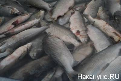 В Челябинской области поймали браконьеров с уловом на 2 млн рублей