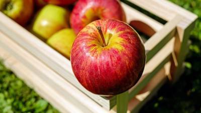 Польша негодует по поводу планов России экспортировать в страну яблоки