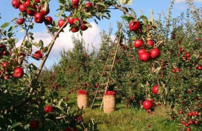 Побелка или покраска: как правильно выбрать смесь для обработки яблони осенью