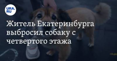 Житель Екатеринбурга выбросил собаку с четвертого этажа