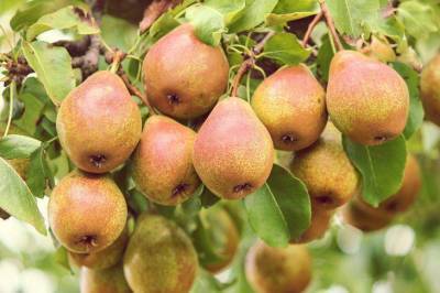 Как повысить зимостойкость плодовых деревьев: секреты опытных дачников