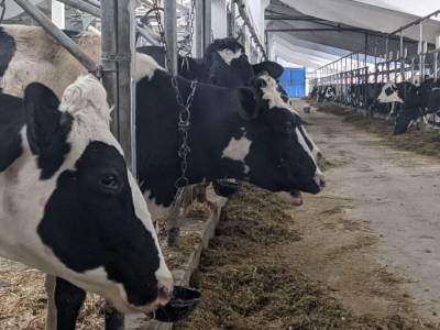 Производство молока увеличилось в Нижегородской области на 3,2 тысячи тонн