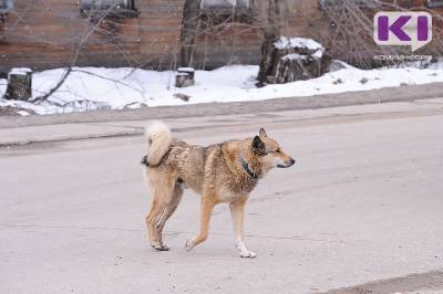 В поселке Синдор отловят бездомных собак - komiinform.ru - район Княжпогостский