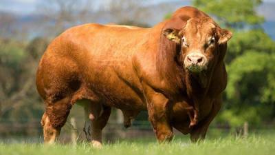Голландские ученые используют мясо живой коровы для выращивания искусственного - Русская семерка