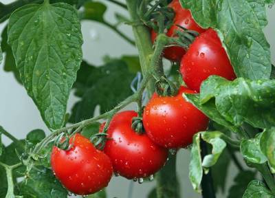 Для будущего урожая: готовим с осени «вкусную» грядку для томатов