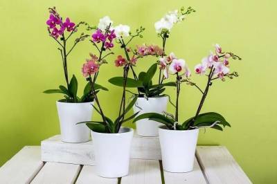 Что не любят орхидеи: ошибки хозяек, которые губят цветок