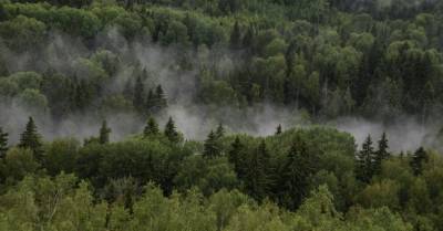 Более 100 стран договорились спасти леса от уничтожения