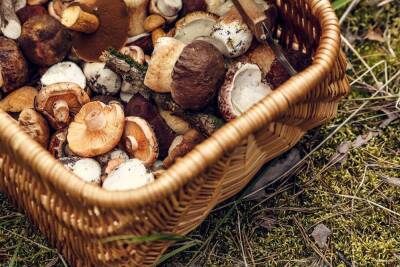Какие бывают грибы и чем они полезны?