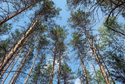 В лесах Курского района обнаружены незаконно оформленные в собственность участки