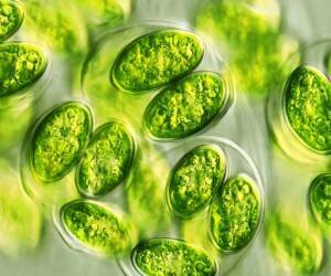 Хлорелла: в чем польза популярной добавки из водорослей