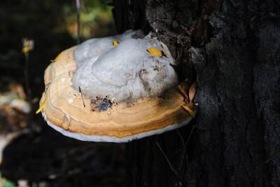 Немецкие ученые вырастили гриб со вкусом и ароматом земляники