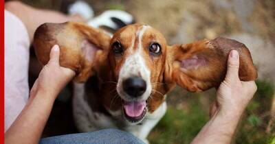 Маленькие и ушастые: 5 миниатюрных и дружелюбных пород собак с большими ушами