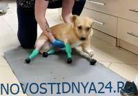 В Новосибирске собаке впервые установили бионические протезы четырех лап
