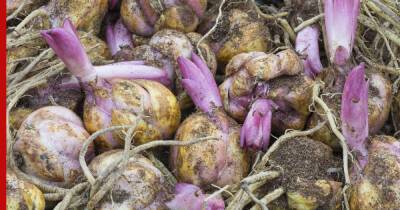 Правильная зимовка: как сохранить луковицы лилий до весны