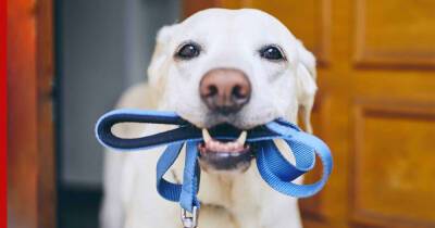 Примерное поведение: пять послушных и хорошо воспитанных пород собак по отзывам их хозяев