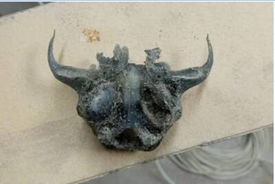 Рабочий в Волгодонске в строительном песке нашел «череп черта»